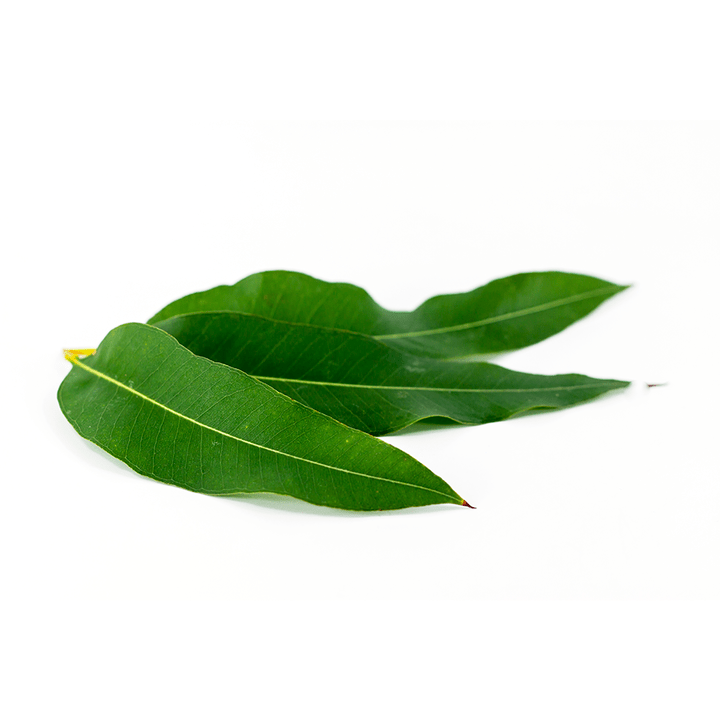 Eucalyptus globulus osana Artovitelist